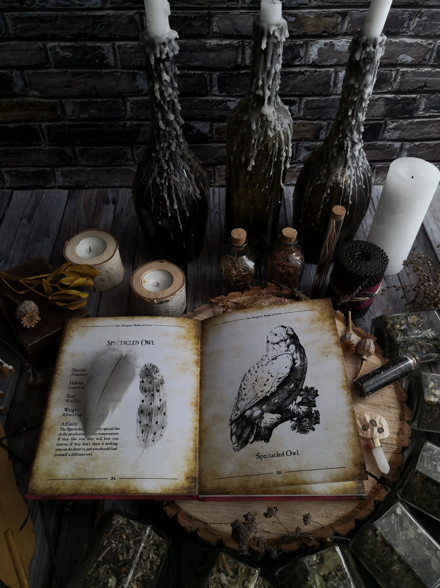 The Magic Book of Owls