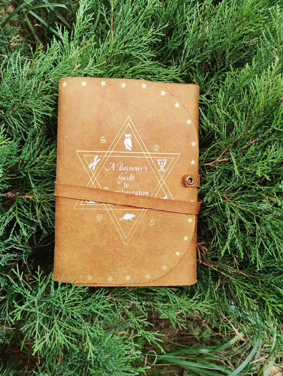 A Beginner's Guide to Transfiguration Book softbook